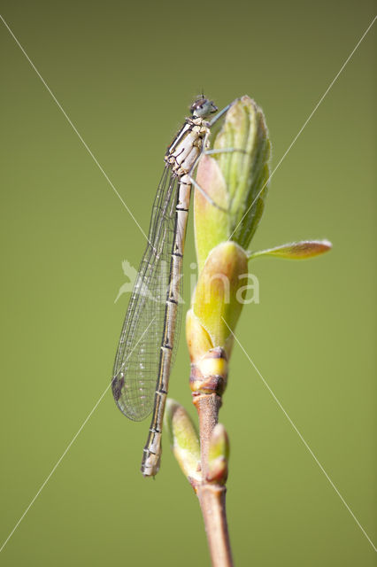 Northern Damselfly (Coenagrion hastulatum)