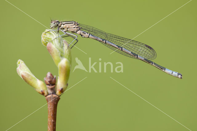 Northern Damselfly (Coenagrion hastulatum)