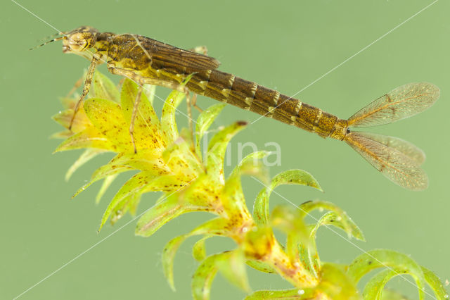 Variabele waterjuffer (Coenagrion pulchellum)