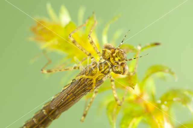 Variabele waterjuffer (Coenagrion pulchellum)