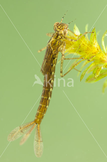 Variabele waterjuffer (Coenagrion pulchellum)