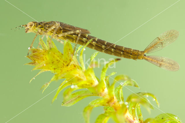 Variabele waterjuffer (Coenagrion pulchellum)