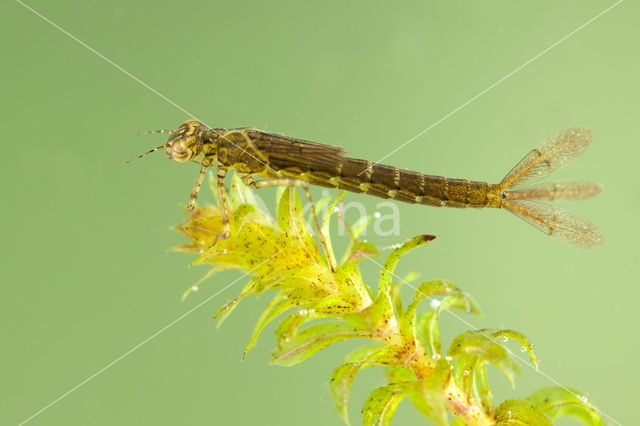 Variabele waterjuffer (Coenagrion pulchellum)