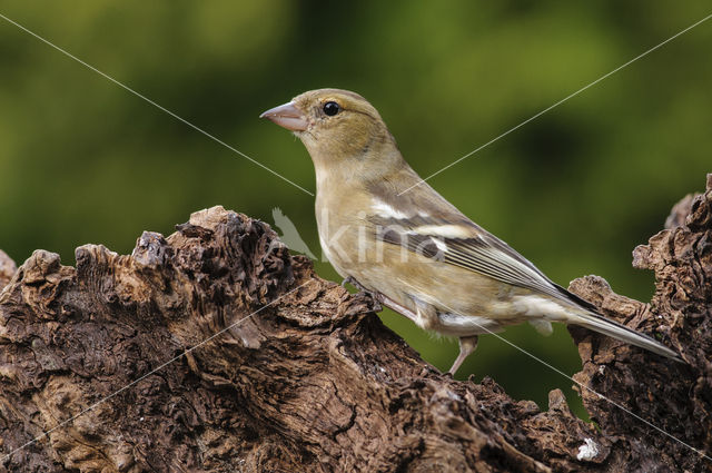 Vink (Fringilla coelebs)