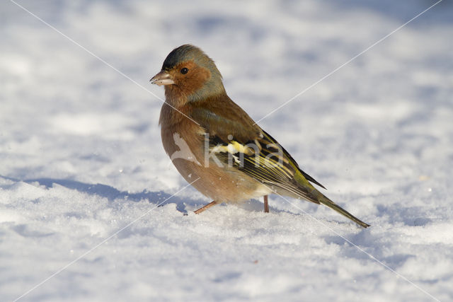 Vink (Fringilla coelebs)