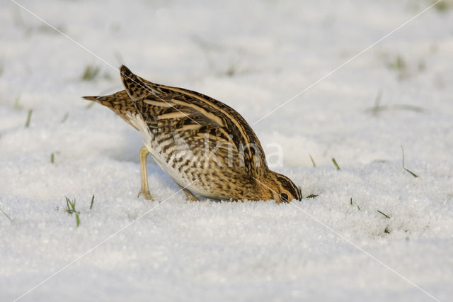 Watersnip (Gallinago gallinago)