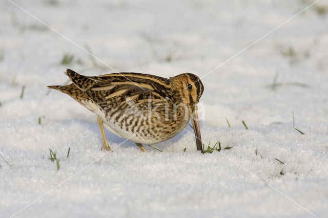 Watersnip (Gallinago gallinago)