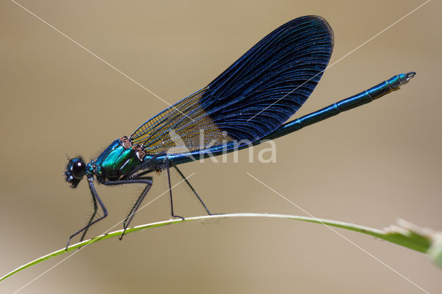 Weidebeekjuffer (Calopteryx splendens cretensis)