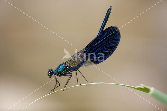 Weidebeekjuffer (Calopteryx splendens cretensis)