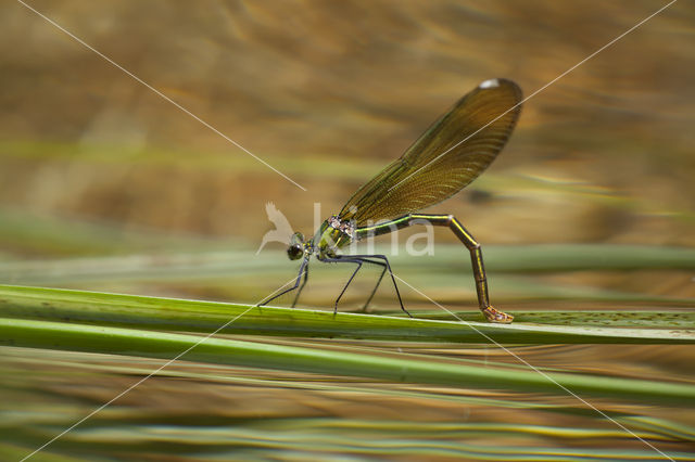 Weidebeekjuffer (Calopteryx splendens cretensis)