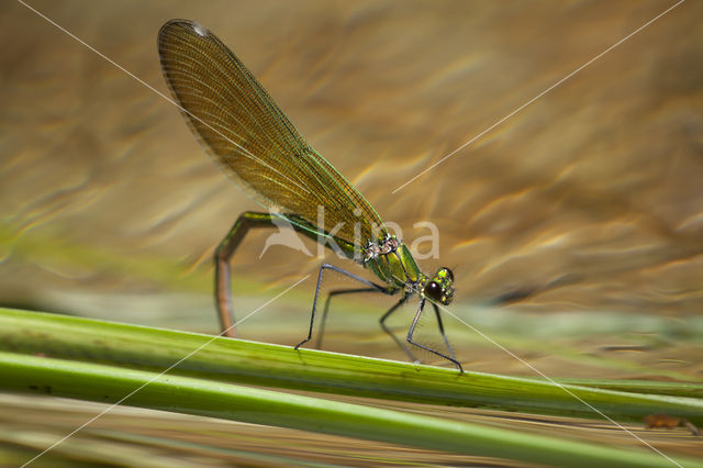 Weidebeekjuffer (Calopteryx splendens cretensis)