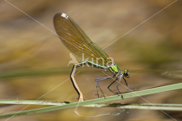 Weidebeekjuffer (Calopteryx splendens cretensis)