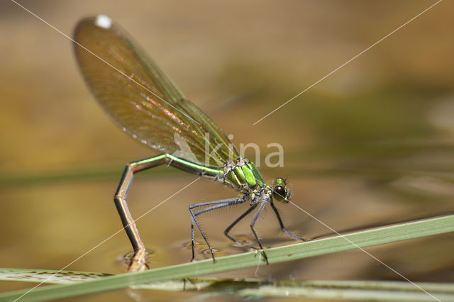 Weidebeekjuffer (Calopteryx splendens cretensis)