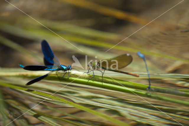 Weidebeekjuffer (Calopteryx splendens cretensis)