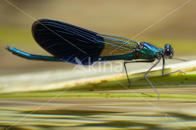 Weidebeekjuffer (Calopteryx splendens cretensis)