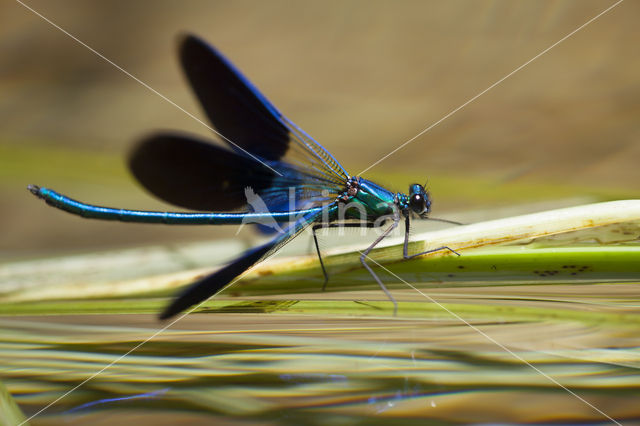 Weidebeekjuffer (Calopteryx splendens cretensis)