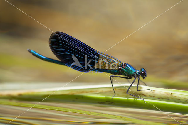 Weidebeekjuffer (Calopteryx splendens cretensis)