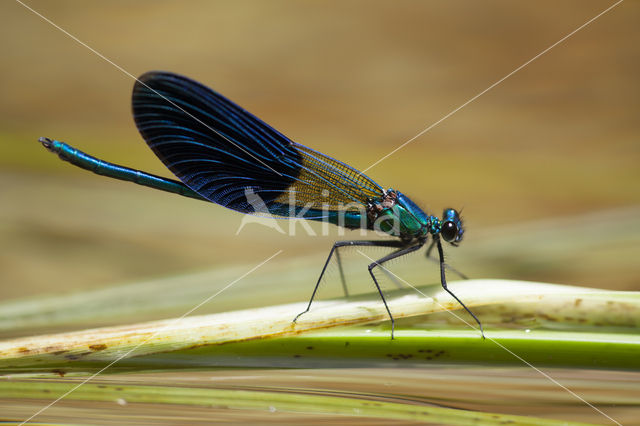 Weidebeekjuffer (Calopteryx splendens cretensis)