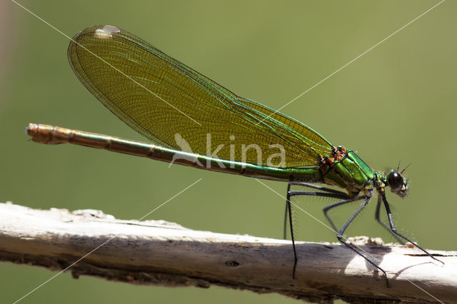 Weidebeekjuffer (Calopteryx splendens cretensis)