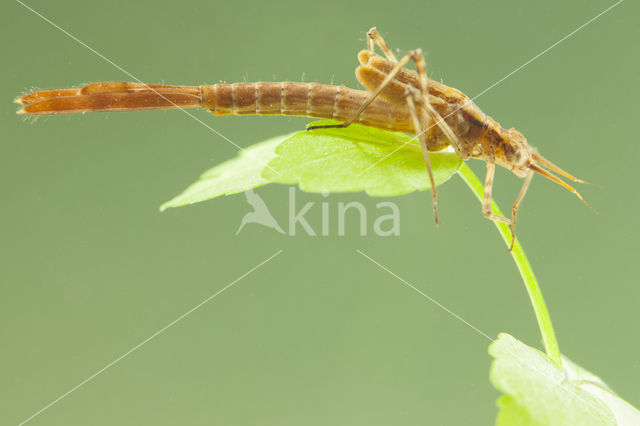 Weidebeekjuffer (Calopteryx splendens cretensis)