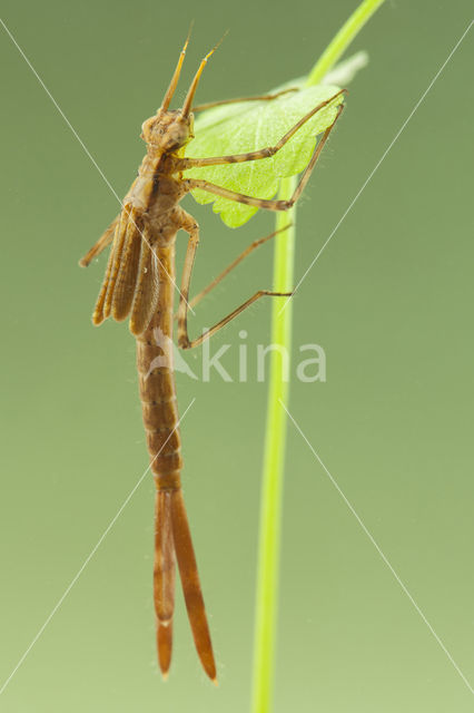 Weidebeekjuffer (Calopteryx splendens cretensis)