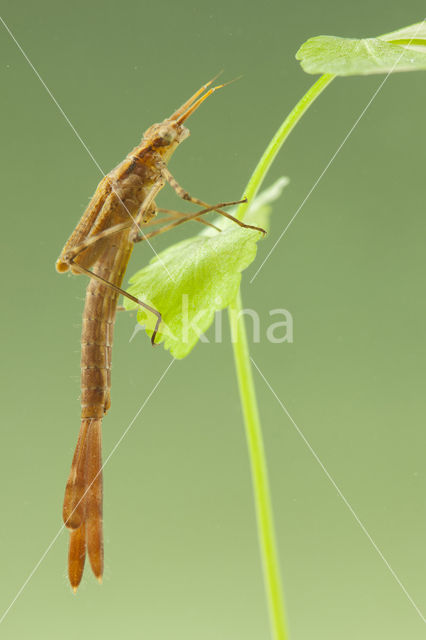 Weidebeekjuffer (Calopteryx splendens cretensis)