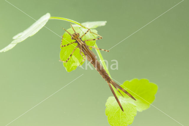 Weidebeekjuffer (Calopteryx splendens cretensis)