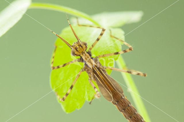 Weidebeekjuffer (Calopteryx splendens cretensis)