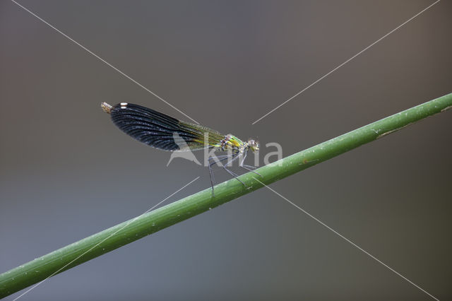 Weidebeekjuffer (Calopteryx splendens faivrei)