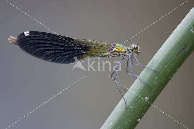 Weidebeekjuffer (Calopteryx splendens faivrei)