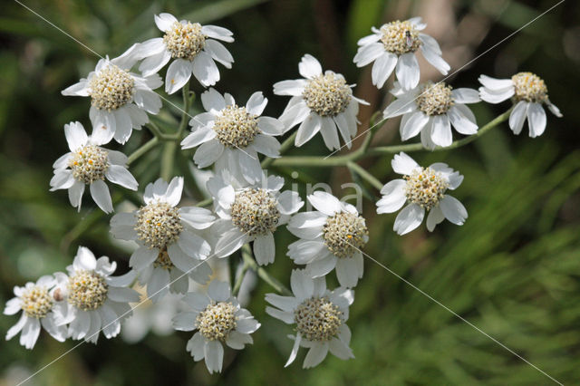 Wilde bertram (Achillea ptarmica)