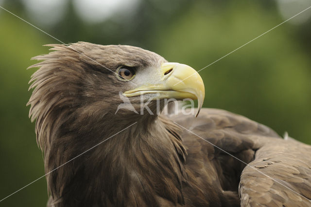 White-tailed Sea Eagle (Haliaeetus albicilla)