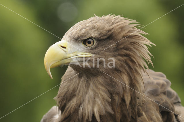 Zeearend (Haliaeetus albicilla)