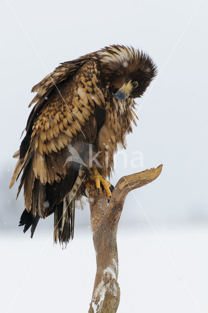 Zeearend (Haliaeetus albicilla)