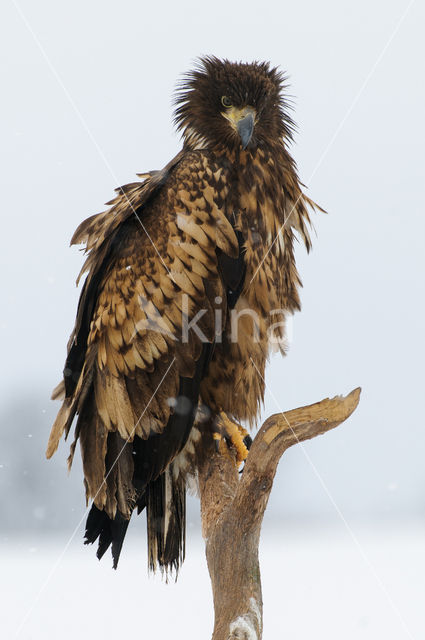 Zeearend (Haliaeetus albicilla)