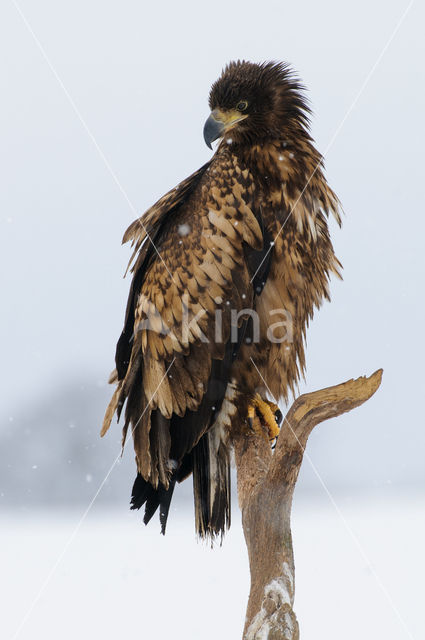 Zeearend (Haliaeetus albicilla)