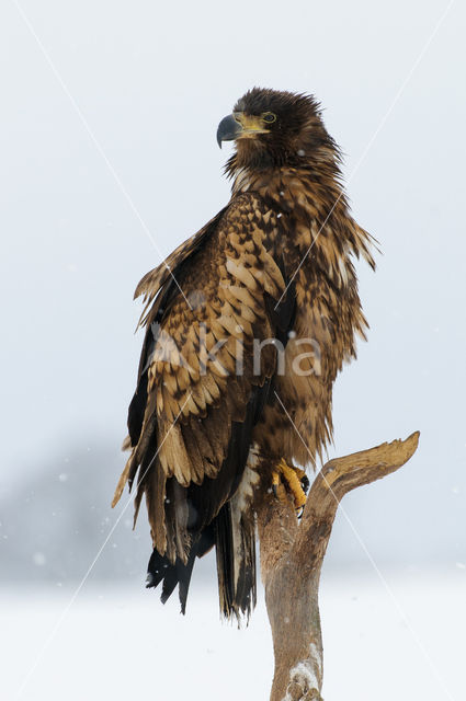 Zeearend (Haliaeetus albicilla)