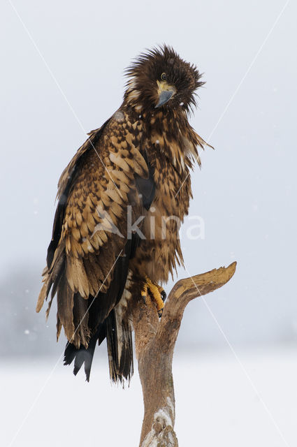 White-tailed Sea Eagle (Haliaeetus albicilla)