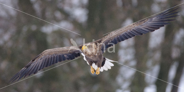 Zeearend (Haliaeetus albicilla)