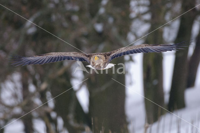 Zeearend (Haliaeetus albicilla)