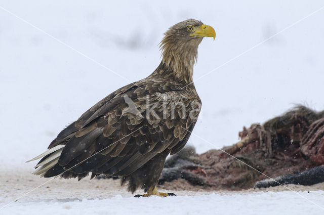 Zeearend (Haliaeetus albicilla)