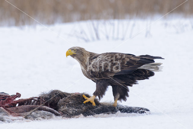 Zeearend (Haliaeetus albicilla)