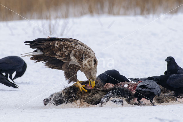 Zeearend (Haliaeetus albicilla)