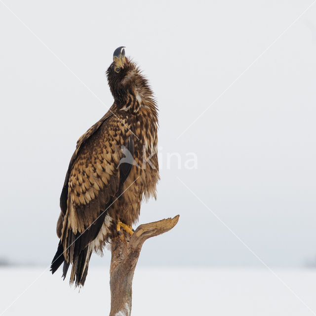 Zeearend (Haliaeetus albicilla)