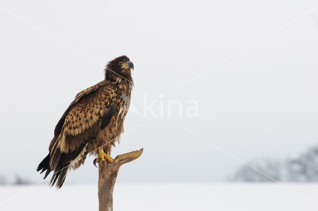 Zeearend (Haliaeetus albicilla)