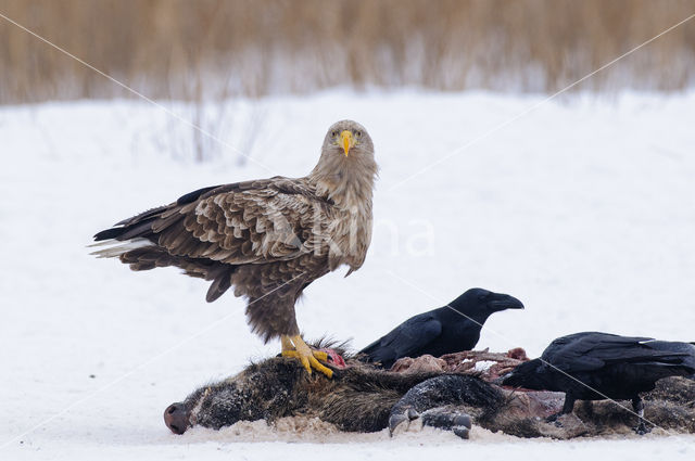 Zeearend (Haliaeetus albicilla)