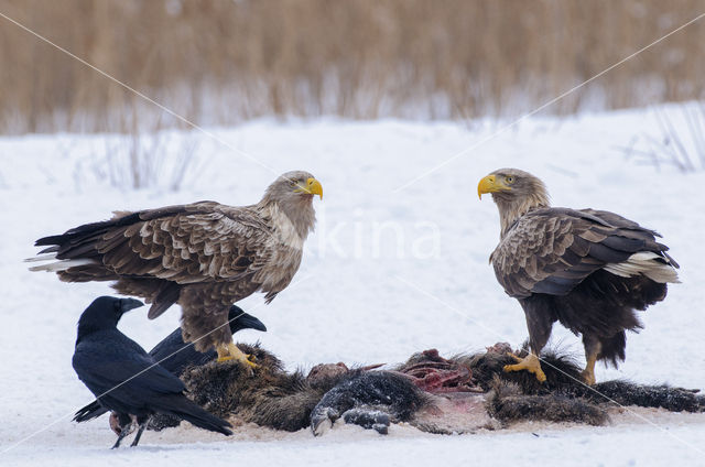 Zeearend (Haliaeetus albicilla)