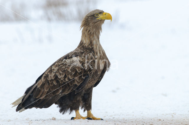 Zeearend (Haliaeetus albicilla)