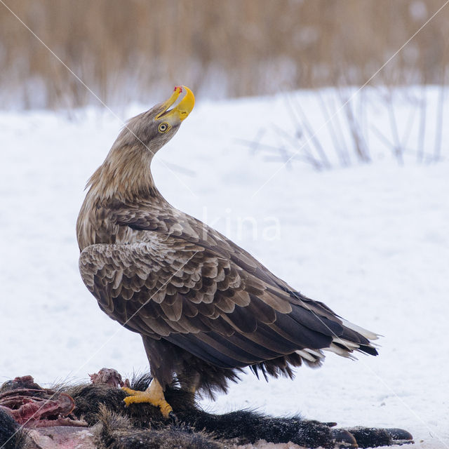 Zeearend (Haliaeetus albicilla)