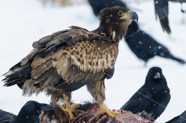 Zeearend (Haliaeetus albicilla)